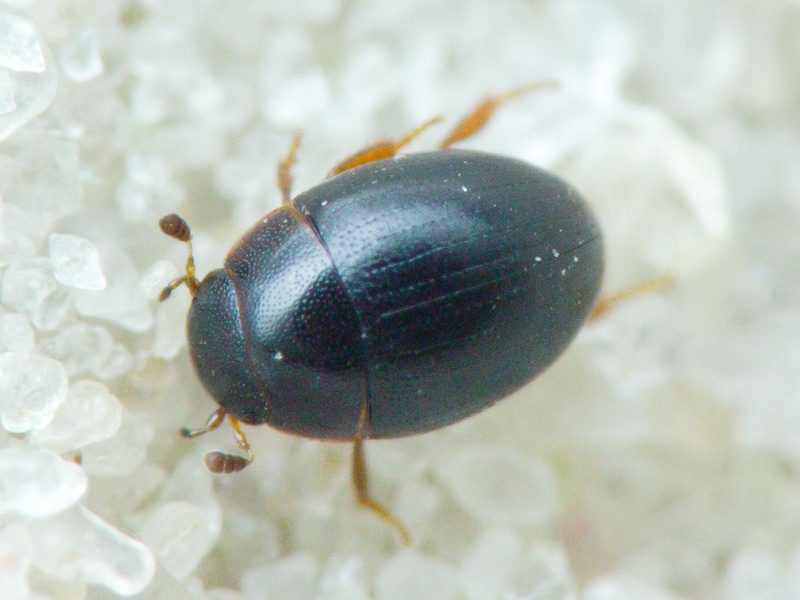 Hydrophilidae LatreiIle, 1802